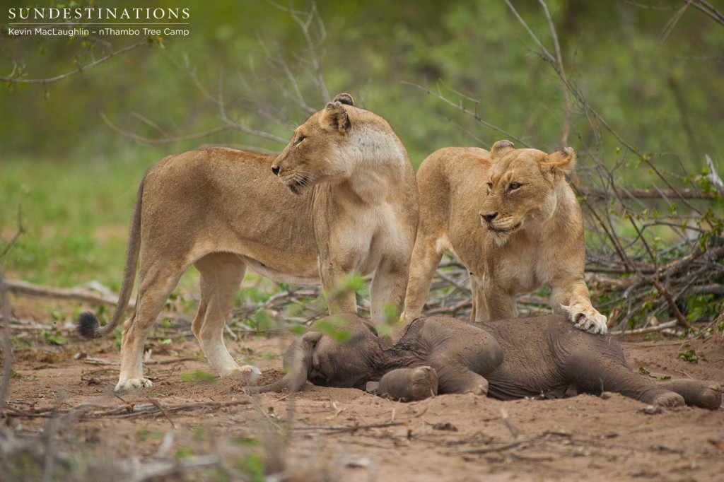 The Ross Breakaway lionesses pause to check where the mother elephant is