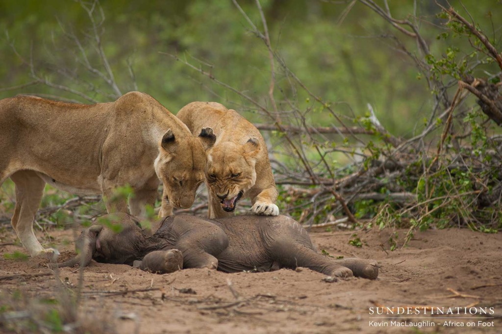 Both lionesses see where they can break into the carcass 