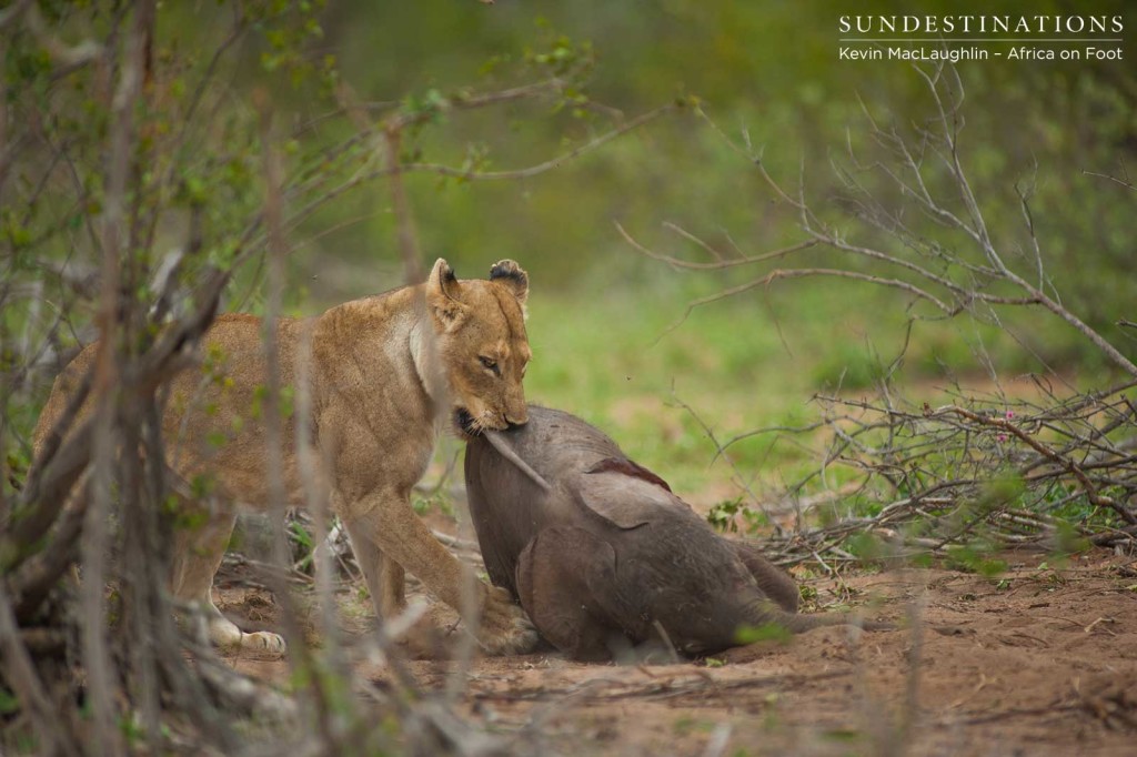 A final effort to haul the carcass into the shadows to feed safely