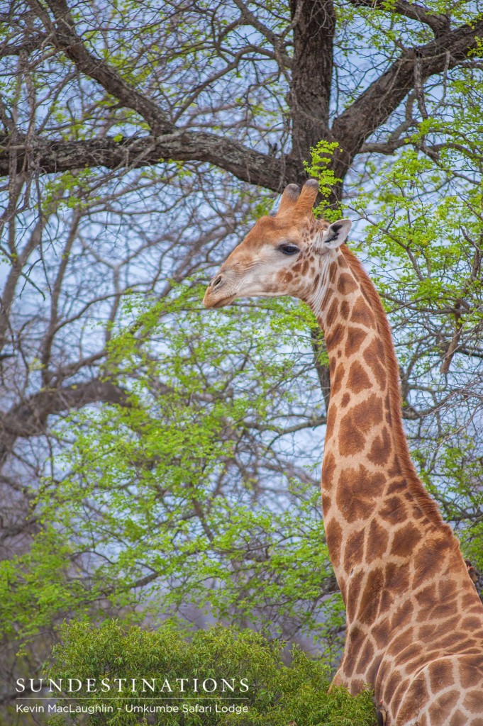 The tallest of the African land mammals looks coyly over his shoulder at his earth-bound admirers