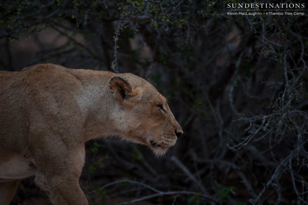 Breakaway lioness on the prowl