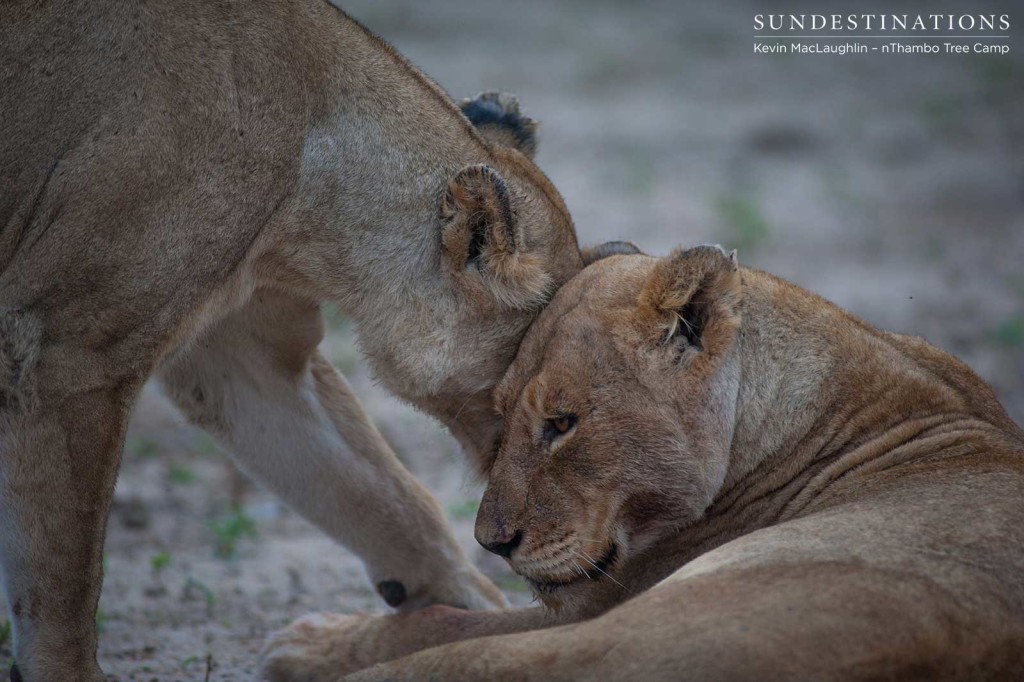 Ross Breakaway lionesses lie nearby the carcass as the Mapoza male feasted away