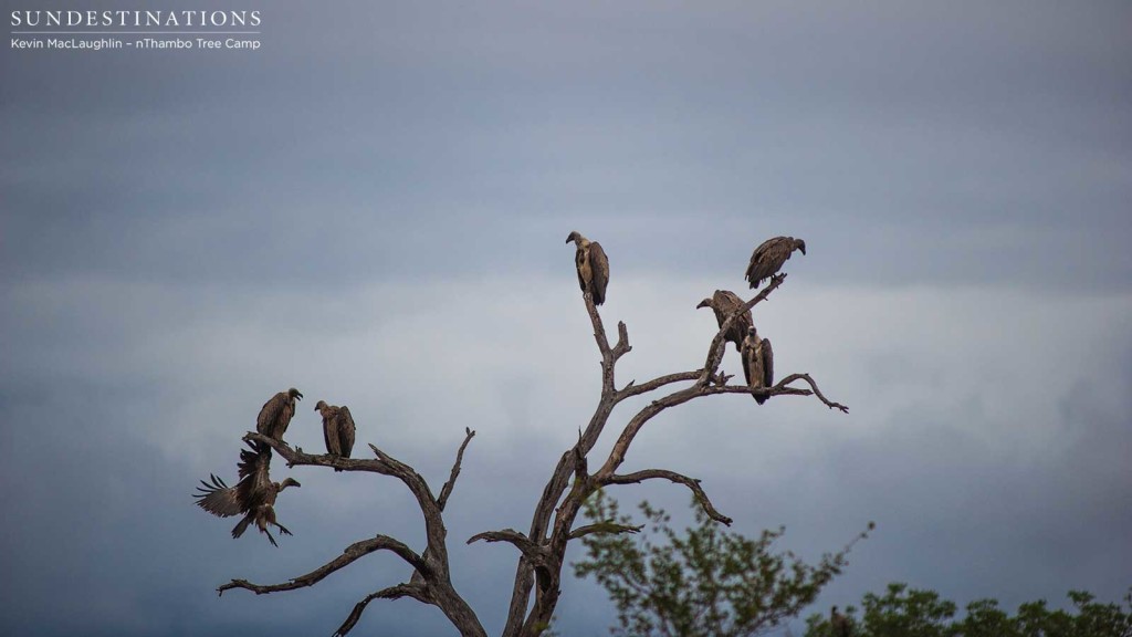 Waiting to devour the dead: nature's clean-up crew