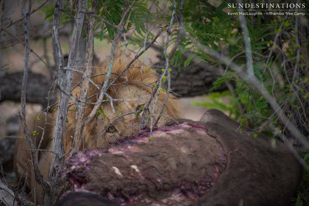Mapoza male lion on a buffalo kill