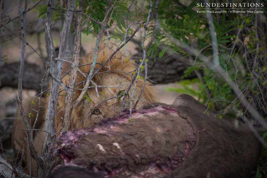 Mapoza male lion on a buffalo kill