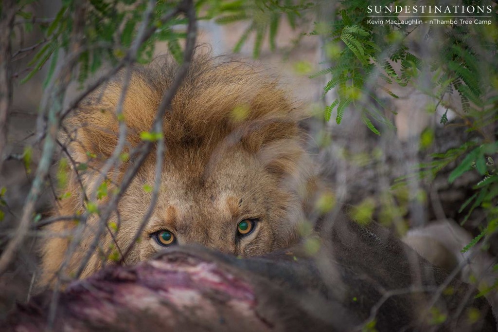 Mapoza male lion on a buffalo kill