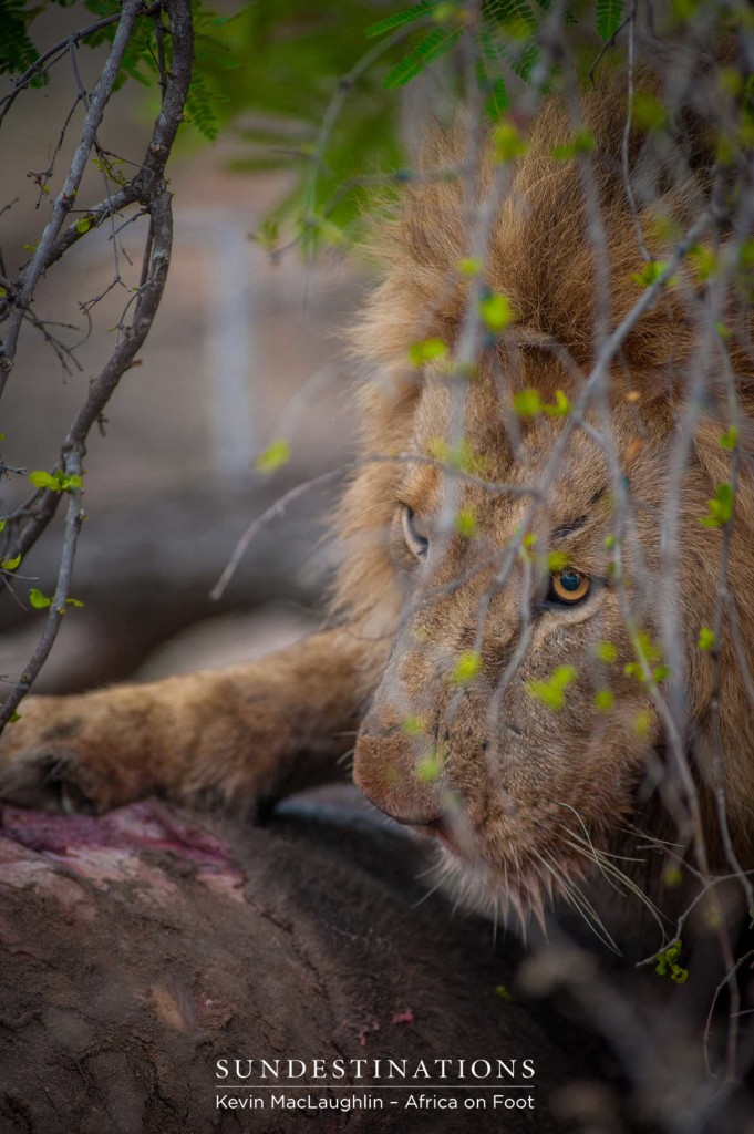 A Mapoza male lion repositions his grip with the deathly extraction of his claws