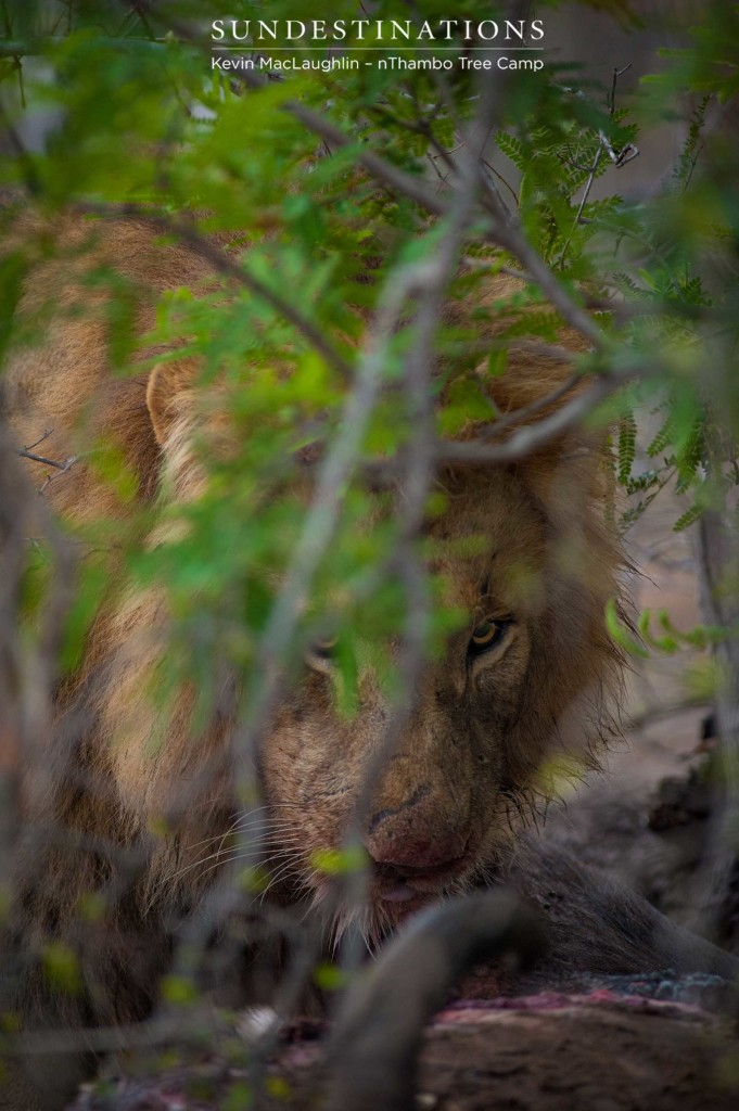 Mapoza male lion on a buffalo kill