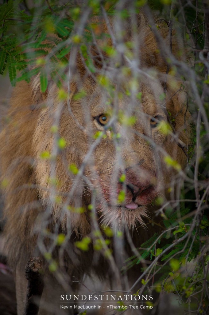 Mapoza male lion on a buffalo kill