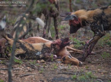 It’s been a week of merciful drizzle so far in the Klaserie, and this morning as Africa on Foot set out on an award-winning walking safari, nThambo Tree Camp guests headed off in their new Cruiser to see what was on offer for their early game drive. Turns out: a lot! The predators were out […]