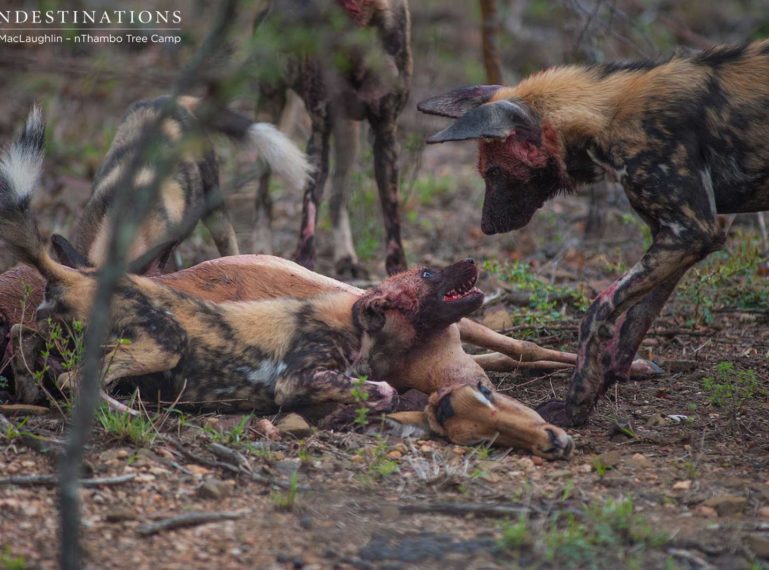 nThambo’s Predator Safari with Lions and Wild Dogs!