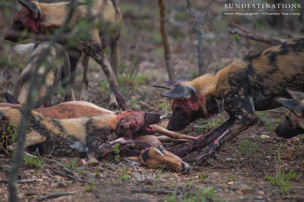 African wild dogs hunt impala