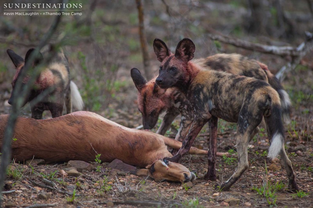 African wild dogs hunt impala