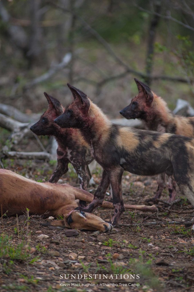 African wild dogs hunt impala