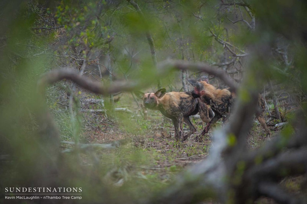 African wild dogs hunt impala