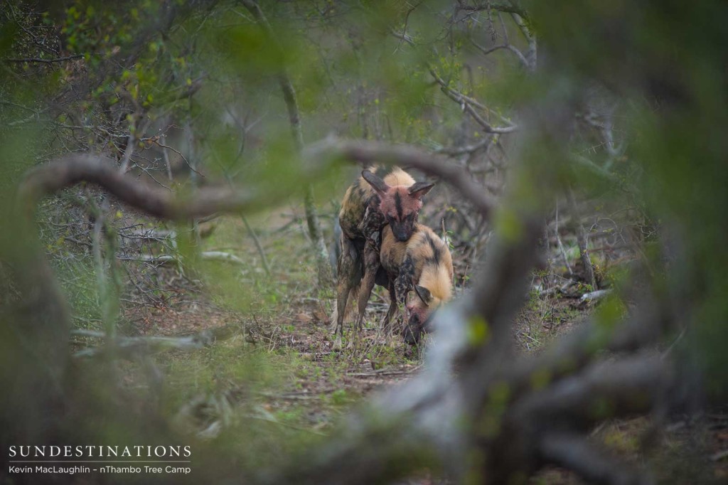 African wild dogs hunt impala