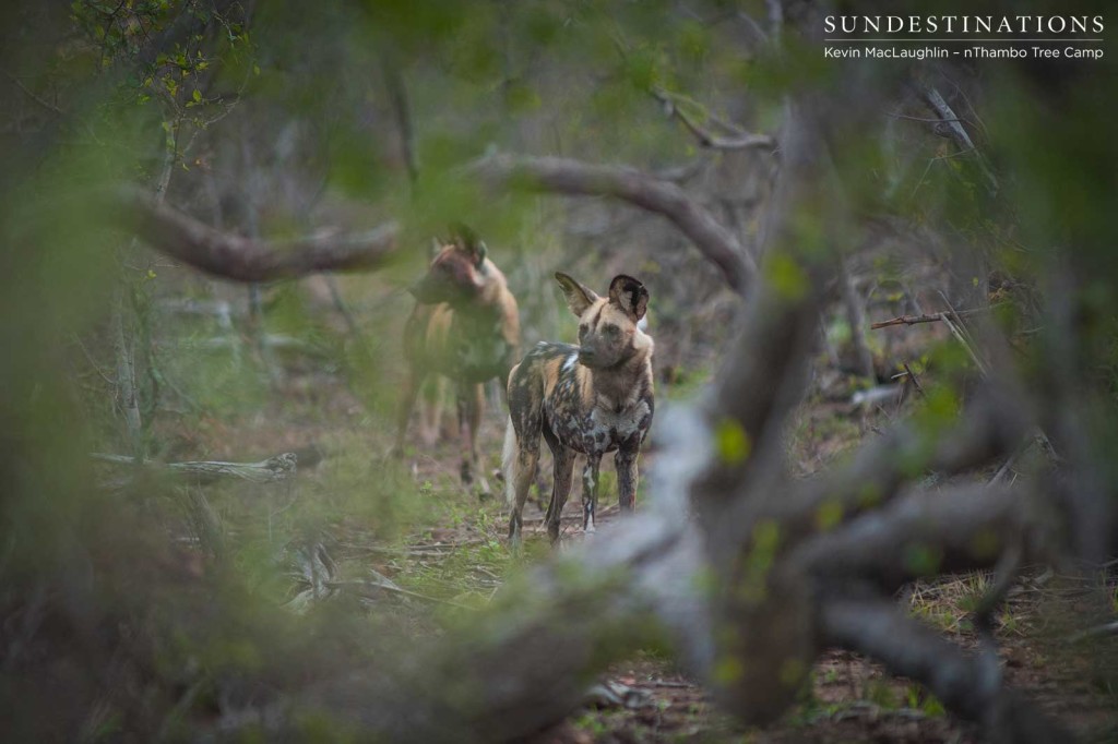 African wild dogs hunt impala