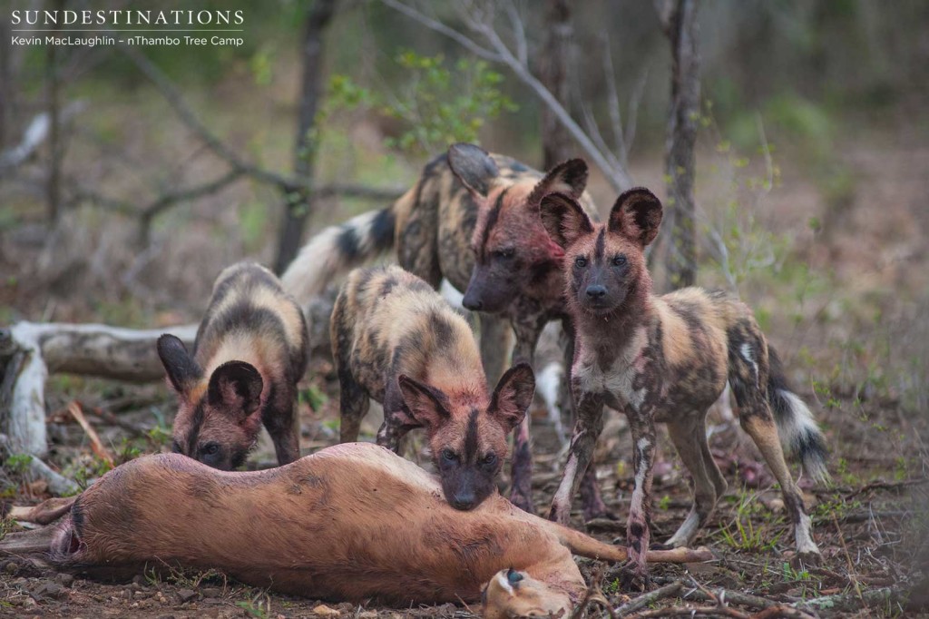 African wild dogs hunt impala