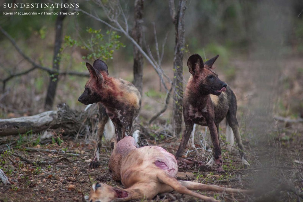 African wild dogs hunt impala