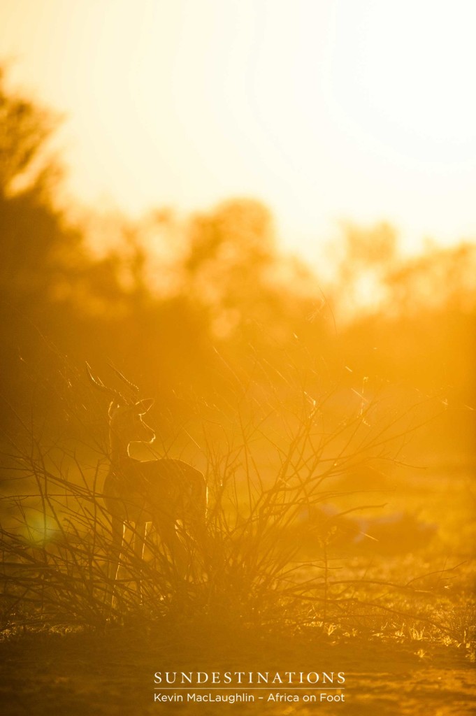 Basking in the last of the sun before darkness falls and the threats of the night are upon us