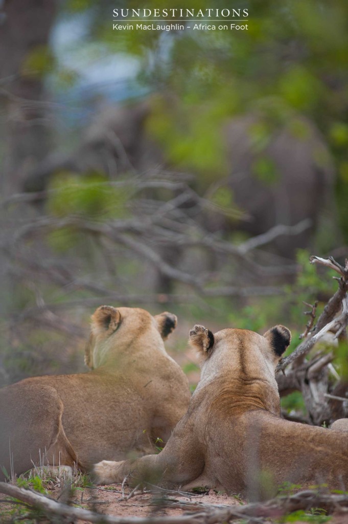 The Ross Breakaway lionesses lie and wait, watching the elephants as they huddled around the stillborn calf