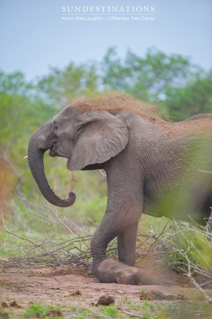 The mother elephant stood protectively over her stillborn baby and showered herself in dirt