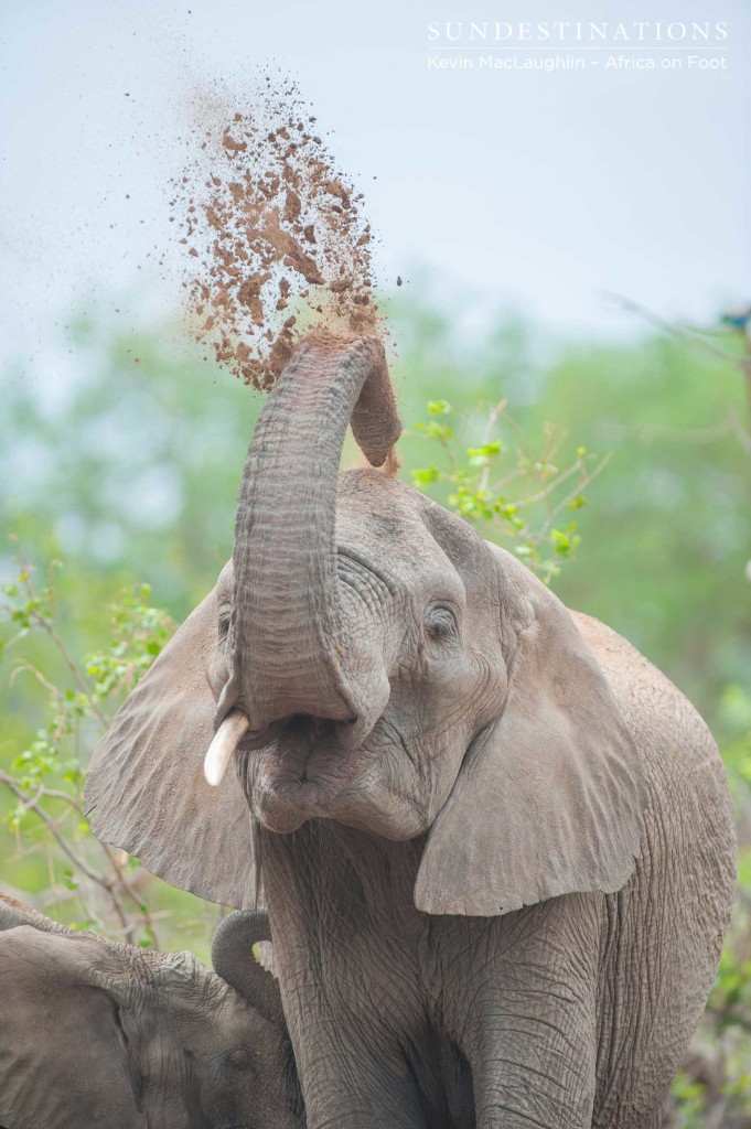 The mother elephant ritualistically in soil