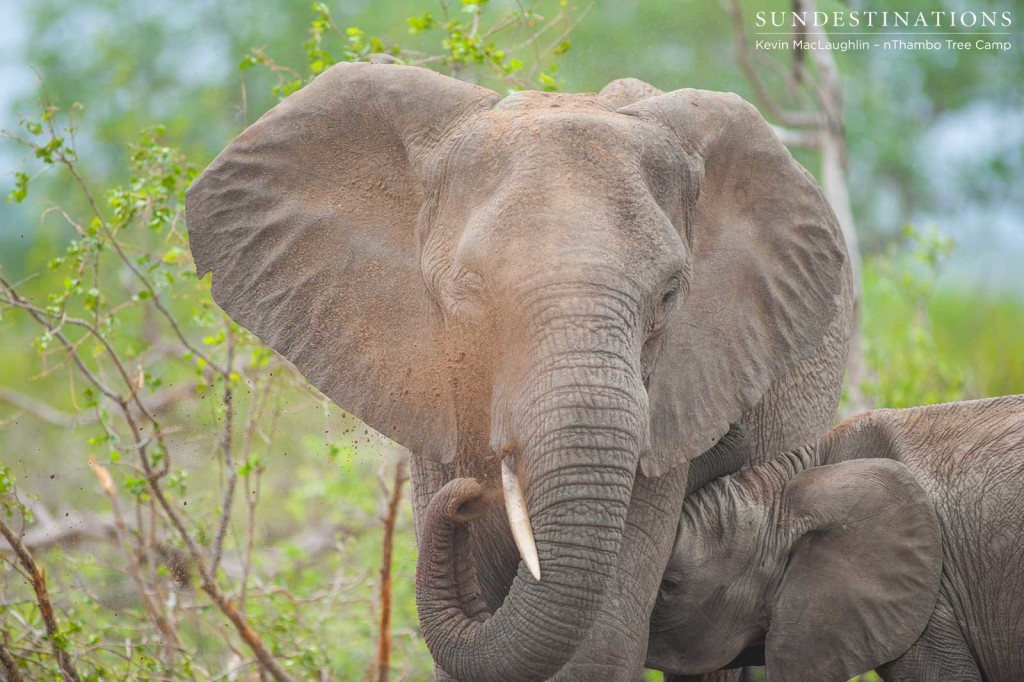 The older calf tries to feed from her lactating mother 