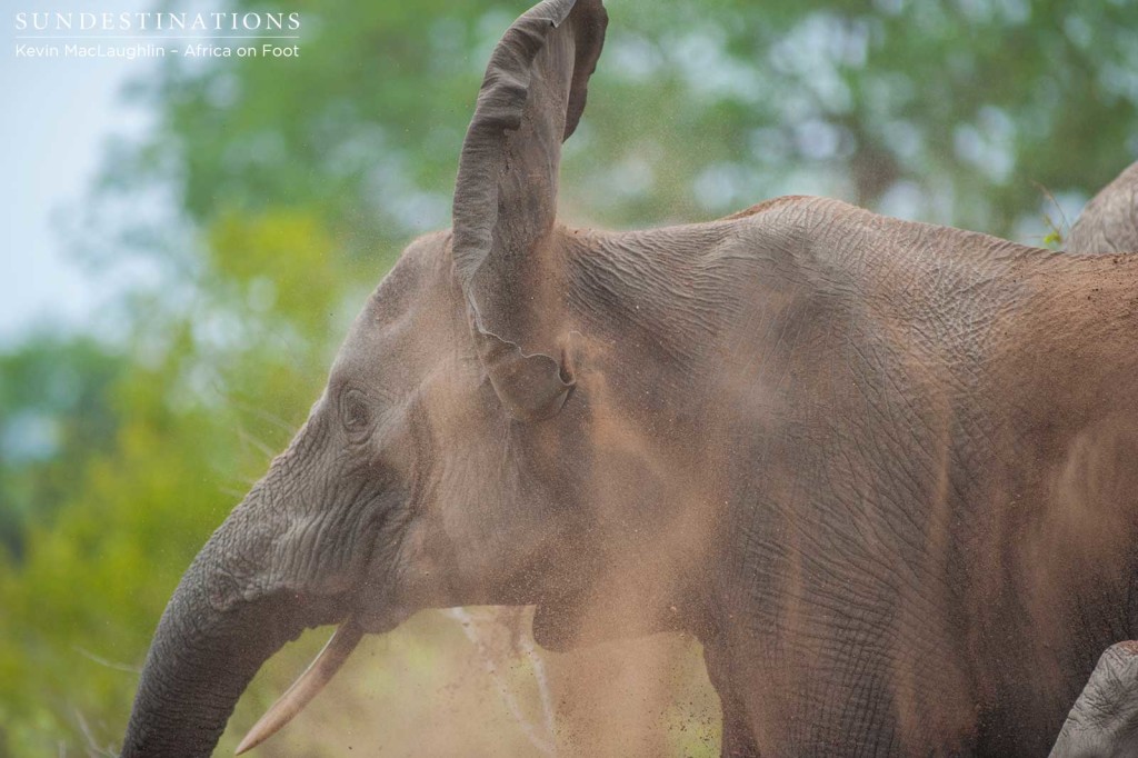 The mother elephant charged and shook her head angrily at the scavenging predators