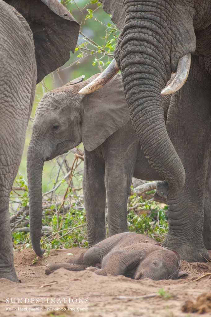 The mother, her older calf, and a few remaining herd members gather around the lifeless carcass