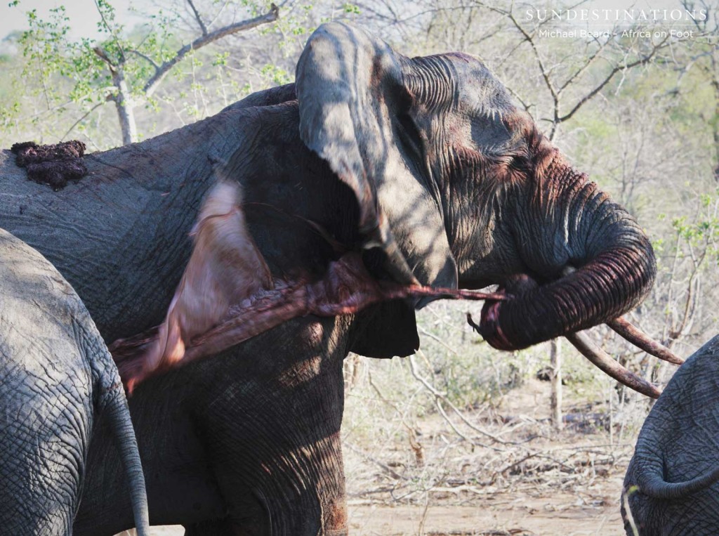 Mother elephant flings placenta around after birth
