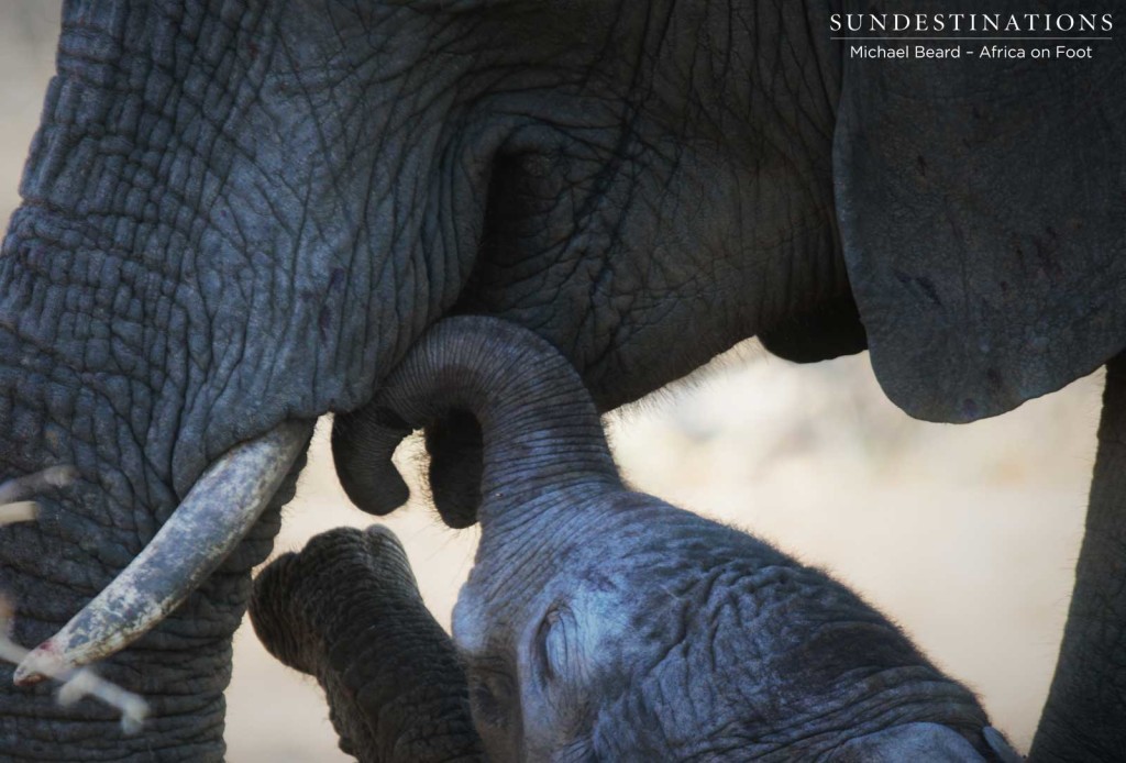 Newborn elephant in Klaserie