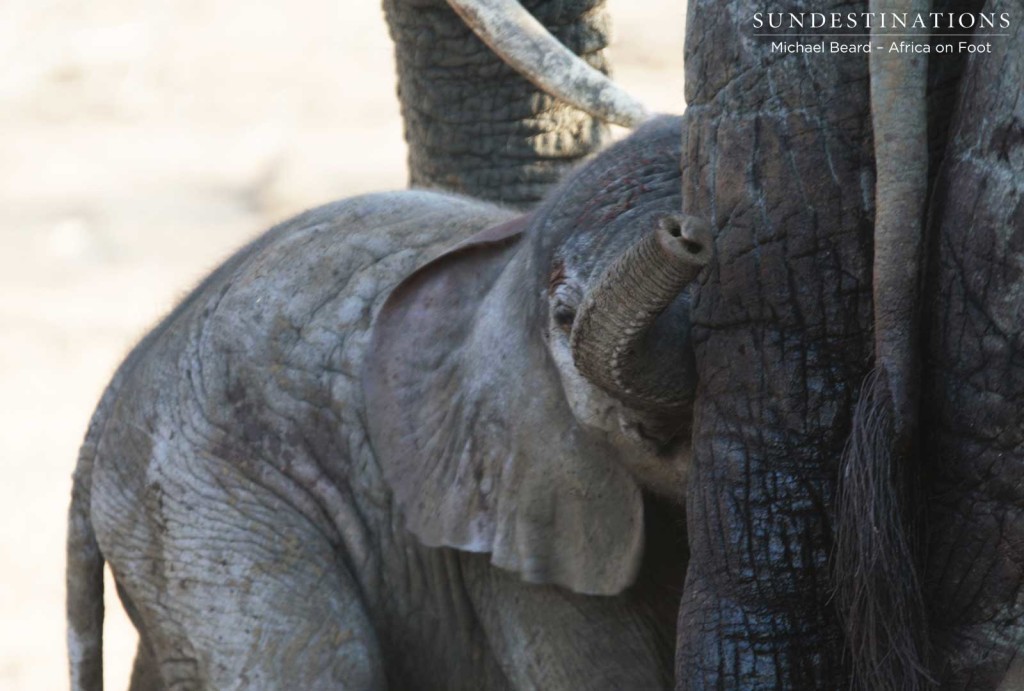 Newborn elephant in Klaserie