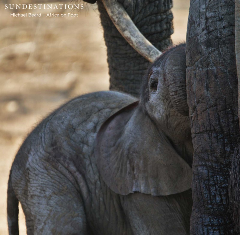 Newborn elephant in Klaserie