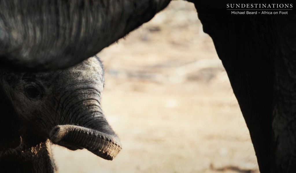 Newborn elephant in Klaserie