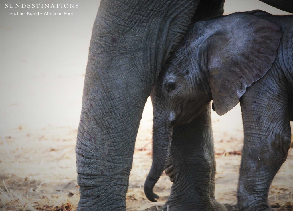 Newborn elephant in Klaserie