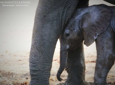 When Africa on Foot guide, Mike, stumbled upon a small herd of elephants standing in a huddle, he was delighted to see there was a small calf hiding in the middle, offering his guests a rare opportunity to see the world’s largest land mammal as a tiny baby. They are among the cutest of the cute, with wildly […]