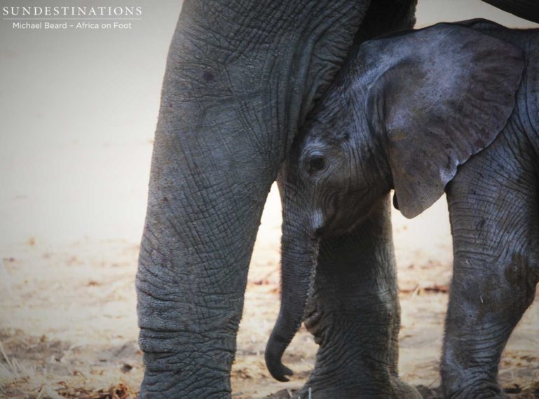 VIDEO: Newborn Elephant Finding Its Feet in Klaserie