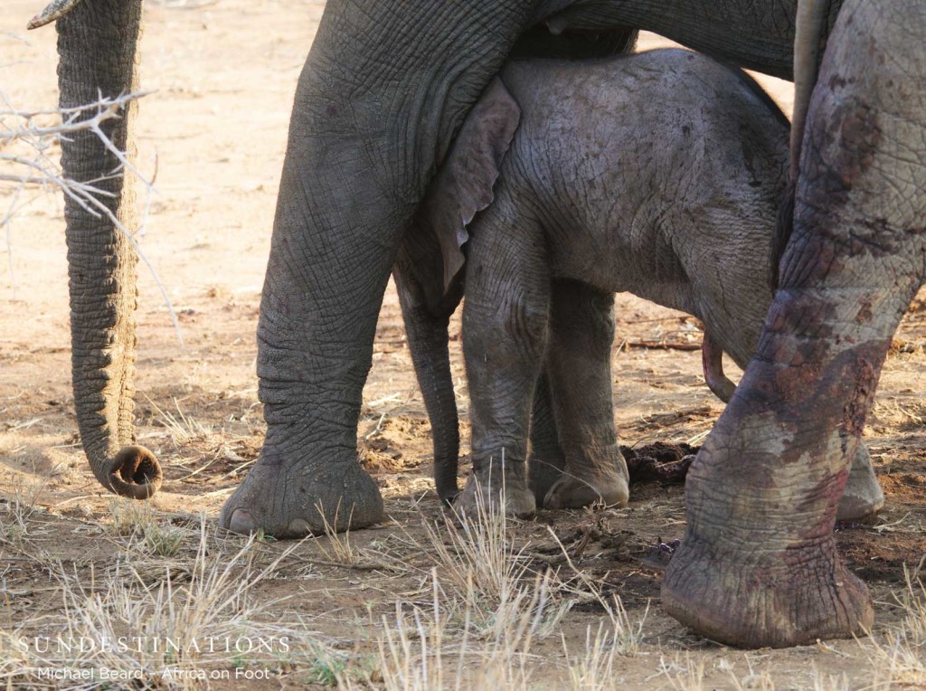 Newborn elephant in Klaserie