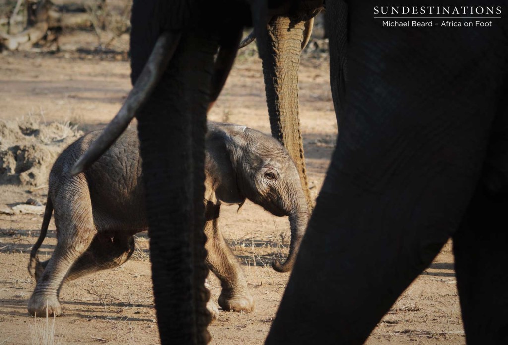 Newborn elephant in Klaserie