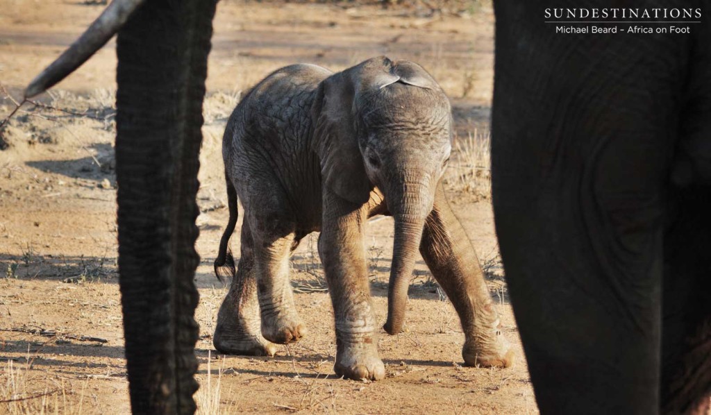 Newborn elephant in Klaserie