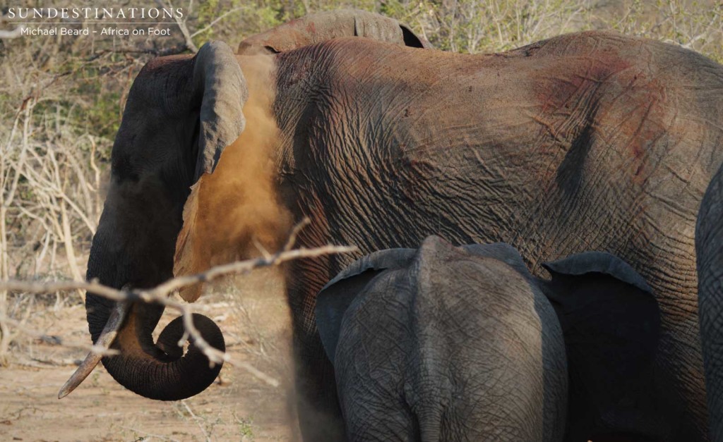 Newborn elephant in Klaserie