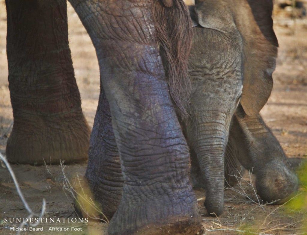 Newborn elephant in Klaserie