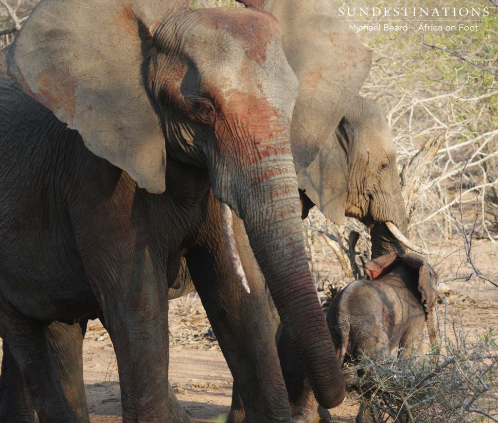 Mother elephant covered in the blood from the placenta