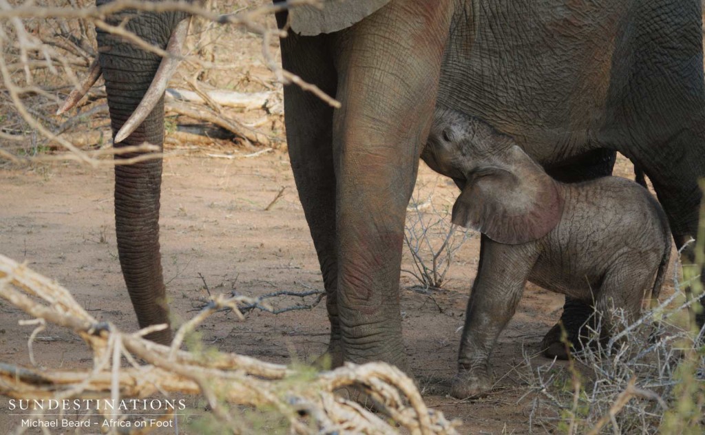 Newborn elephant in Klaserie