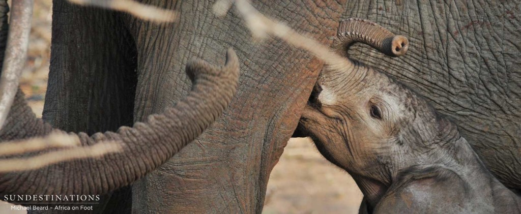 Newborn elephant in Klaserie