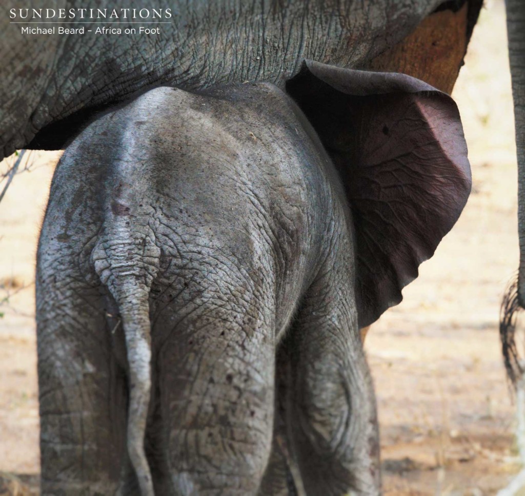 Newborn elephant in Klaserie