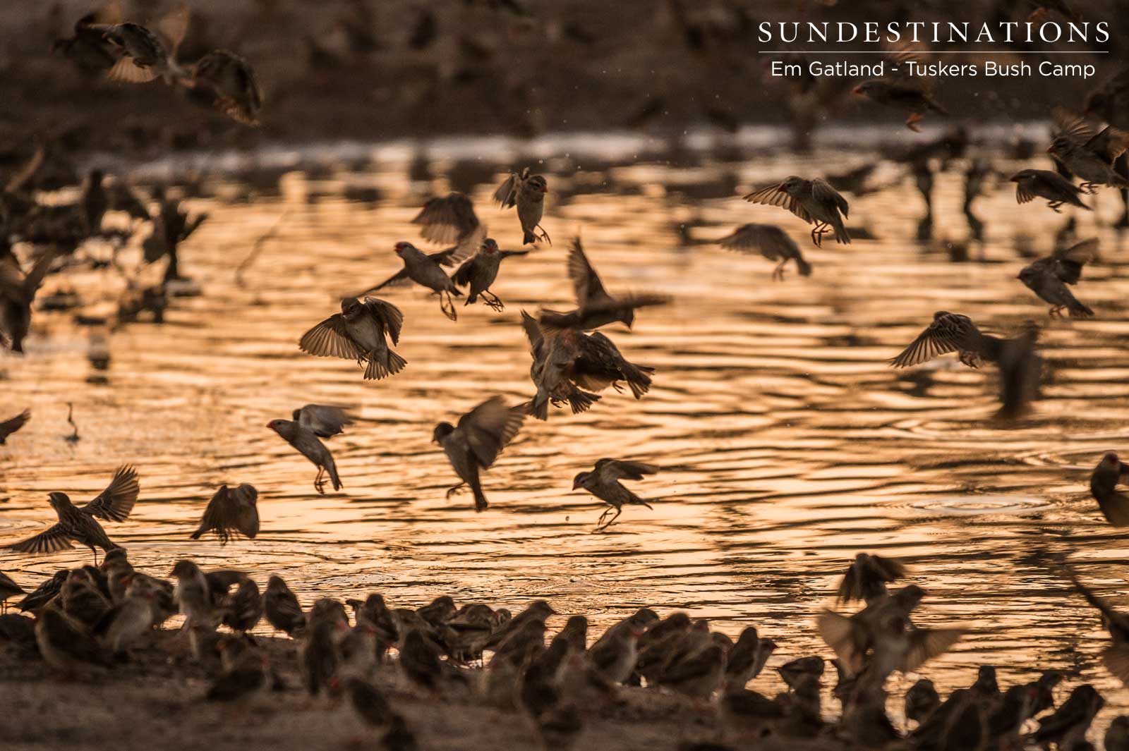 Red-billed Queleas Botswana