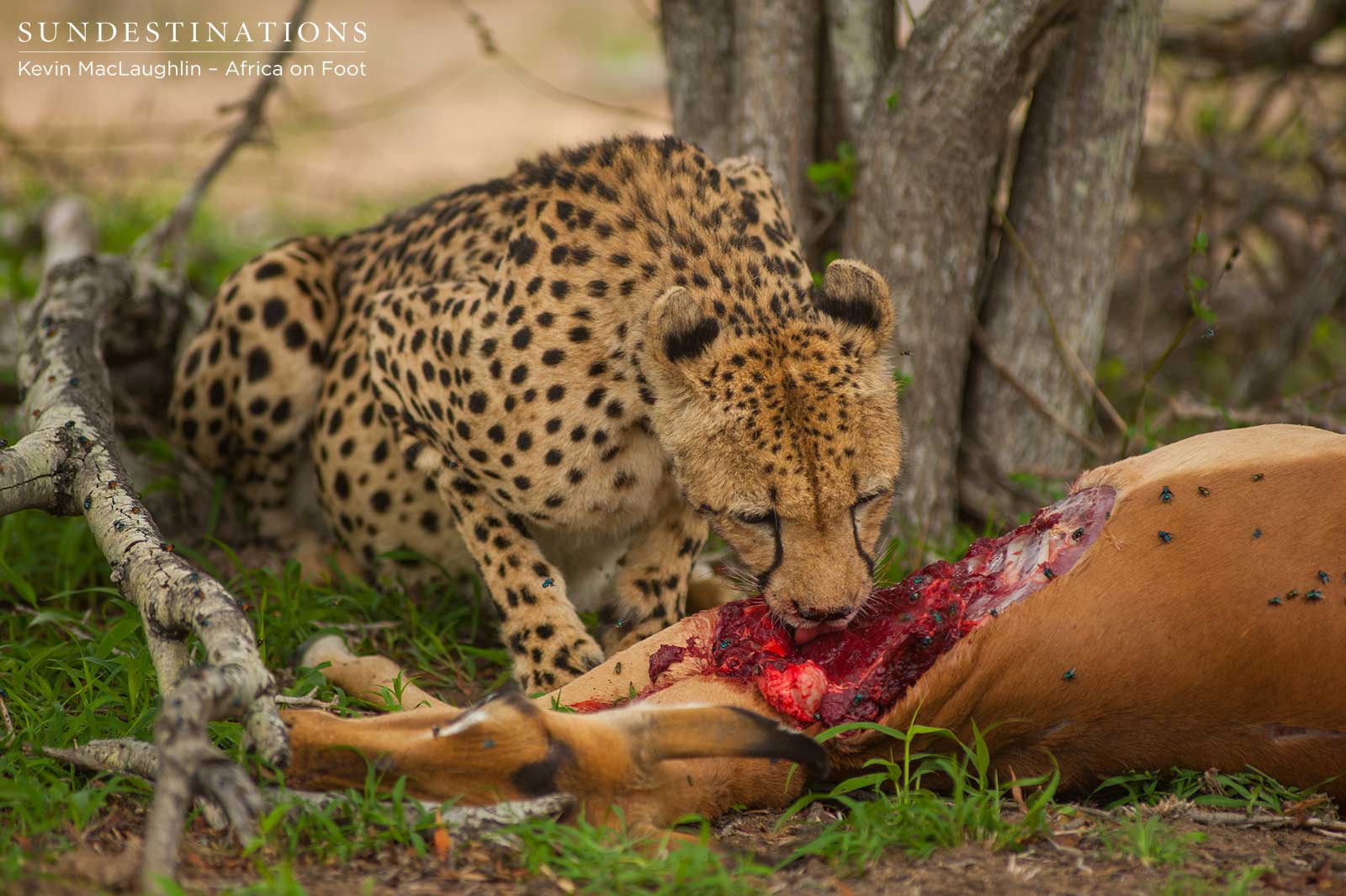 Cheetah on Impala Kill