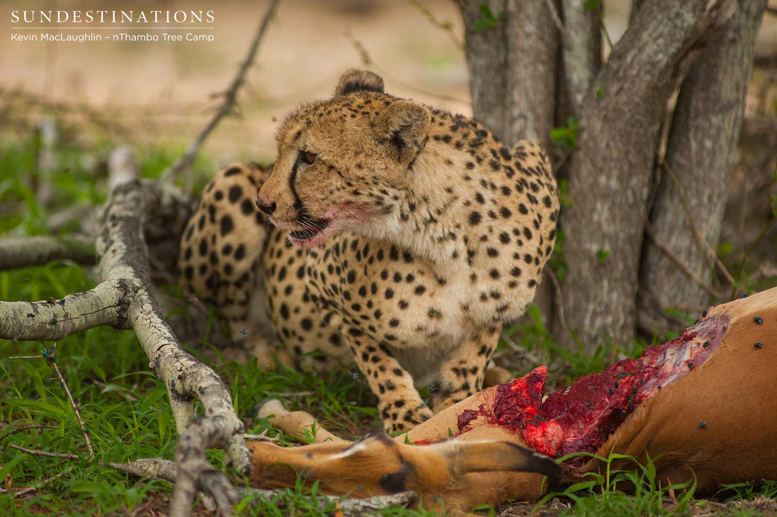Cheetah Kill Feasting Kill